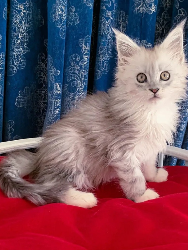 Launceston TAS Maine Coon Kittens – Registered Breeder Maine Coon kitten for sale in Brisbane QLD