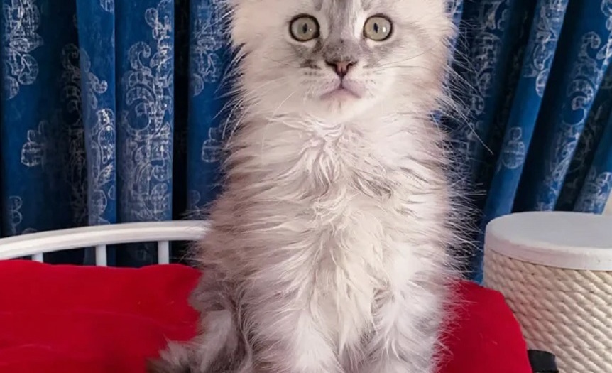 Large, Fluffy Maine Coon Kittens – Australian Cattery Pedigree Maine Coon kitten for sale in Launceston TAS