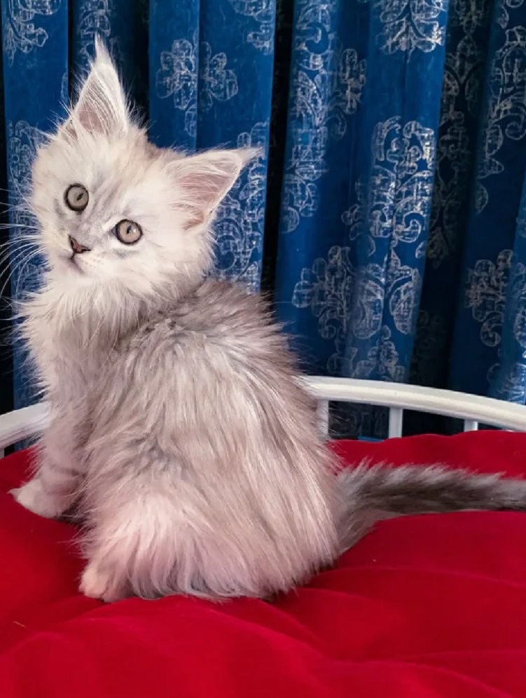 Affordable Purebred Maine Coon Kittens in Australia Maine Coon kitten for sale in Geelong from trusted breeder