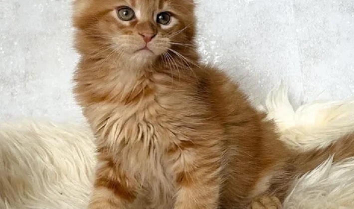 Buy a Maine Coon kitten Buy a Maine Coon kitten