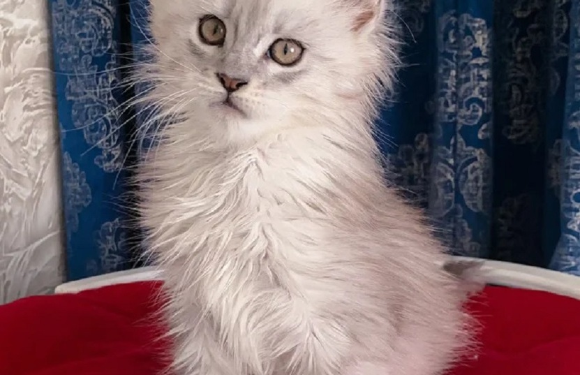 Canberra ACT Maine Coon Kittens – Purebred & Vet-Checked Sunshine Coast Maine Coon kitten from ethical breeder