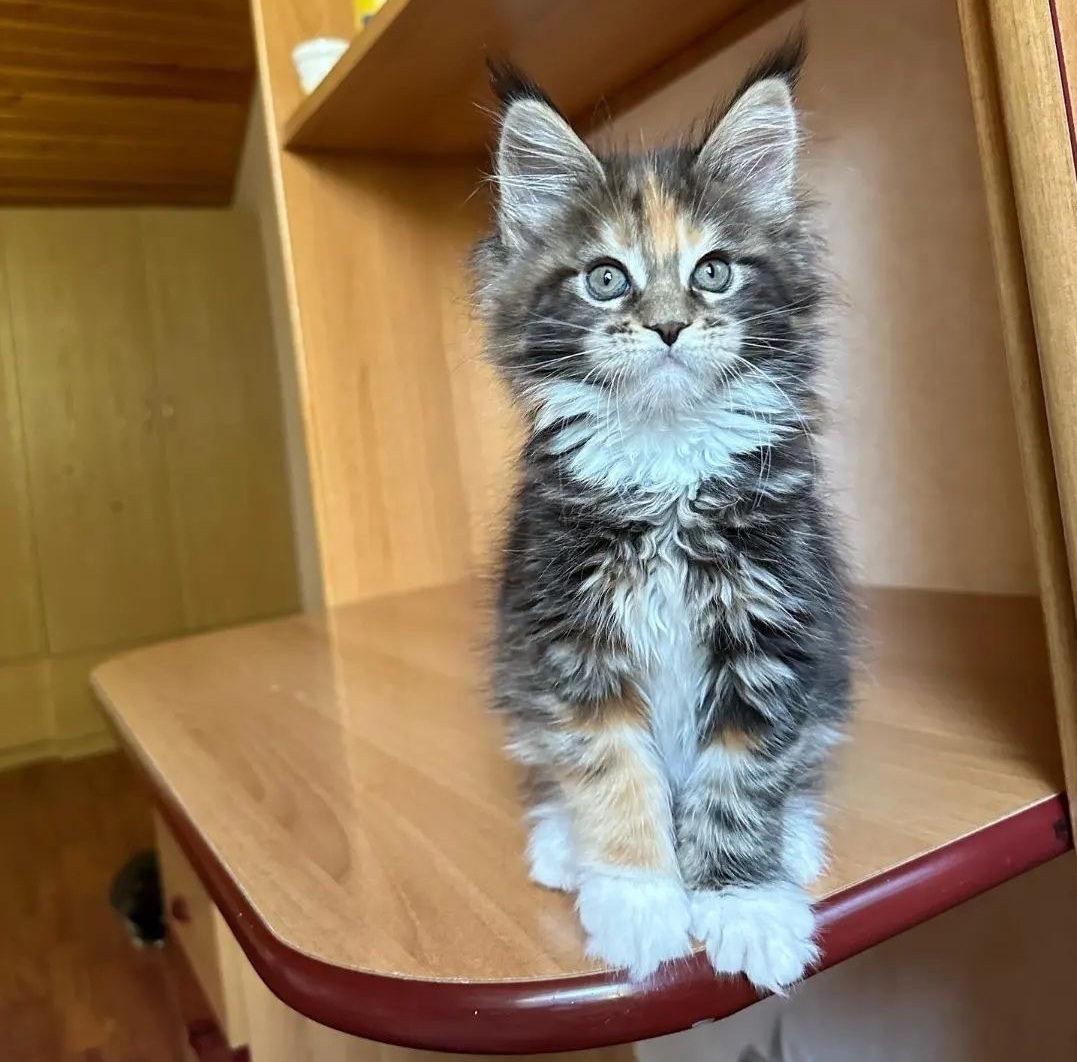 Newcastle NSW Maine Coon Kittens | Ethical Breeder Ethical Maine Coon kitten for sale in Central Coast NSW