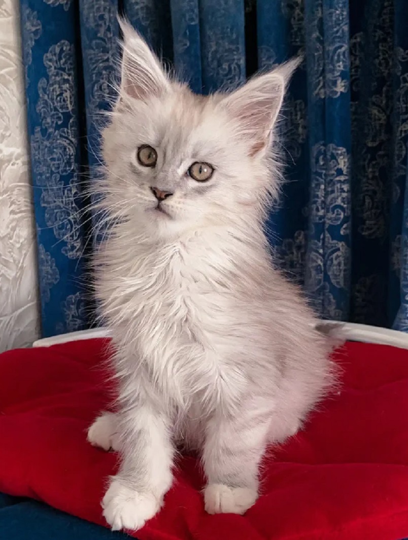 Canberra ACT Maine Coon Kittens – Purebred & Vet-Checked Sunshine Coast Maine Coon kitten from ethical breeder