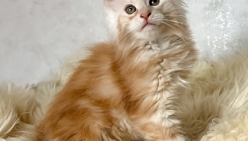 Wollongong Maine Coon Kittens – Trusted NSW Breeder Maine Coon kitten for sale in Geelong from trusted breeder