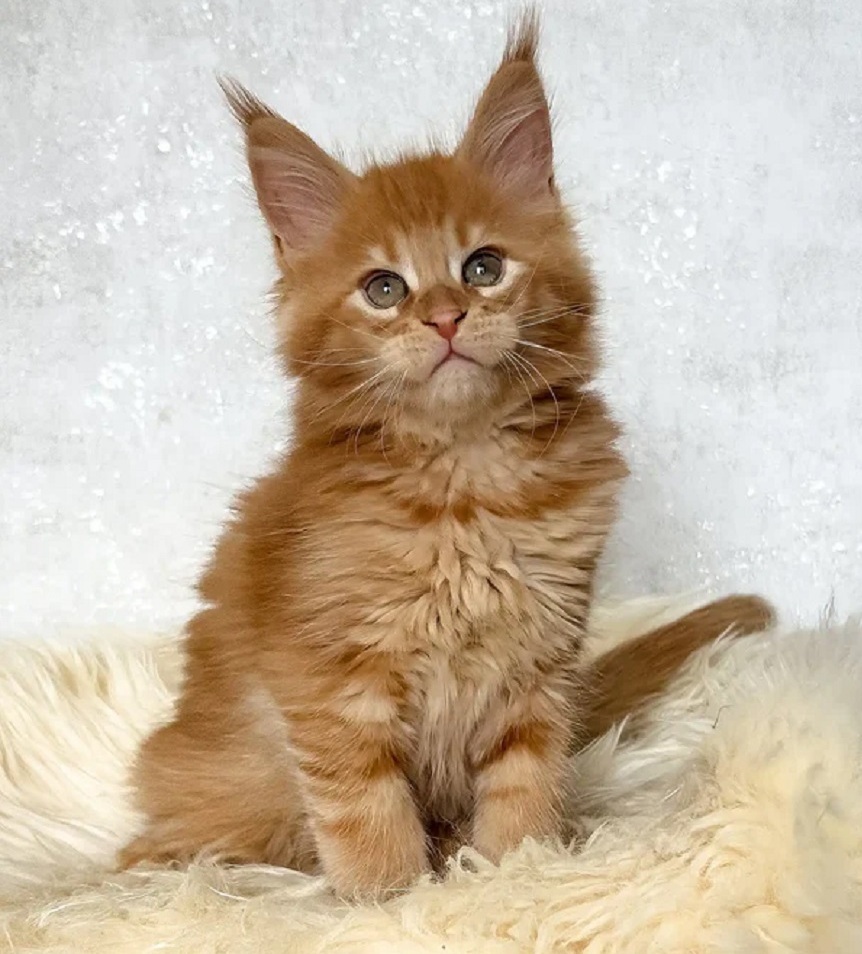 Maine Coon Breeders Australia | DirtyPaws Maine Coons Discover beautiful Maine Coon kittens from DirtyPaws Maine Coons, offering Australian families a selection of adorable kittens with individual profiles and availability information.