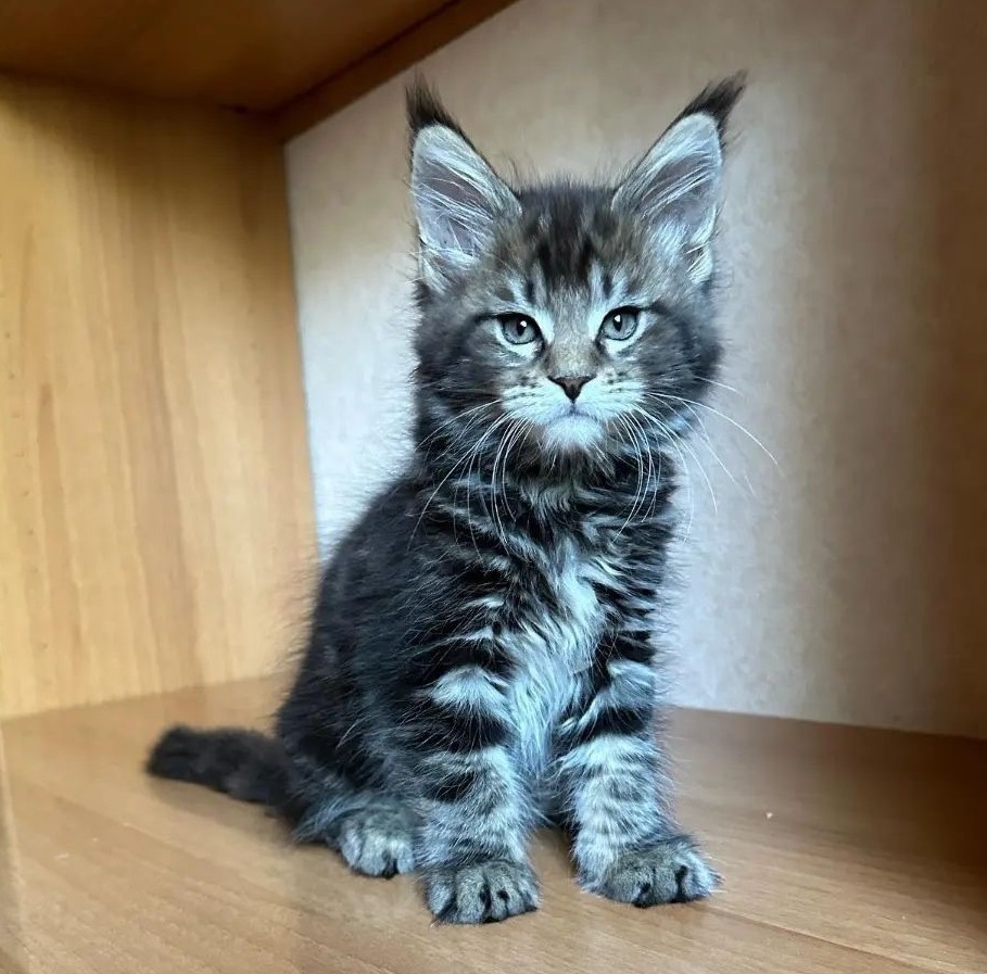 Maine Coon Kittens in Sydney NSW – Purebred & Well-Socialised Purebred Maine Coon kitten in Melbourne VIC