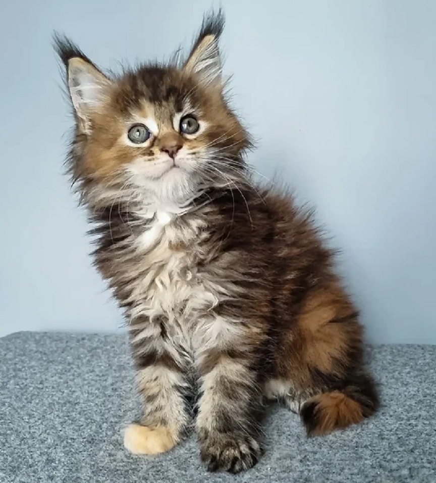Maine Coon Kittens for Sale Australia | DirtyPaws Maine Coons Beautiful purebred Maine Coon kittens for sale in Australia from DirtyPaws Maine Coons, featuring luxurious fluffy coats, affectionate personalities, and stunning breed characteristics.