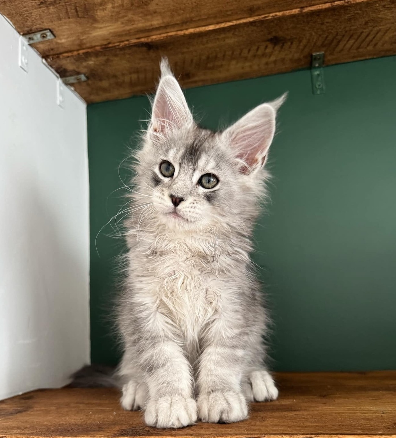 Purebred Maine Coon Kittens for Sale in Australia Gorgeous purebred Maine Coon kittens available to Australian families, featuring impressive ear tufts, beautiful long-haired coats, playful personalities, and distinctive Maine Coon features.